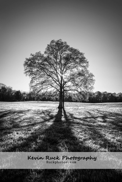 Tree of Life (Chattanooga, TN)