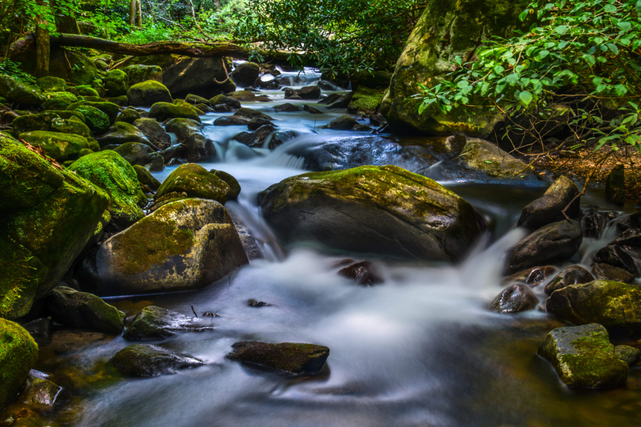 41 - Jones Gap OC 17